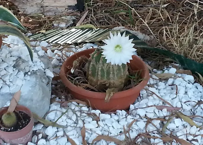 Frühstückspension Pia