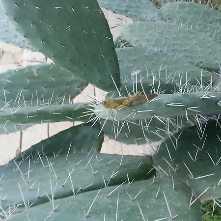 Pia فندق مبيت وإفطار 4*